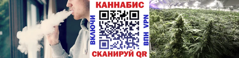 Конопля гибрид  Заринск 